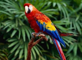 parrot1